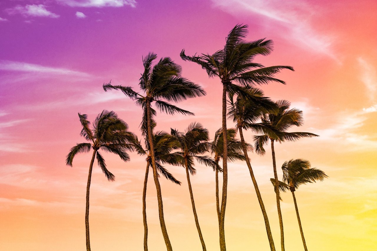 rainbow colored sunset with palms blowing in the wind