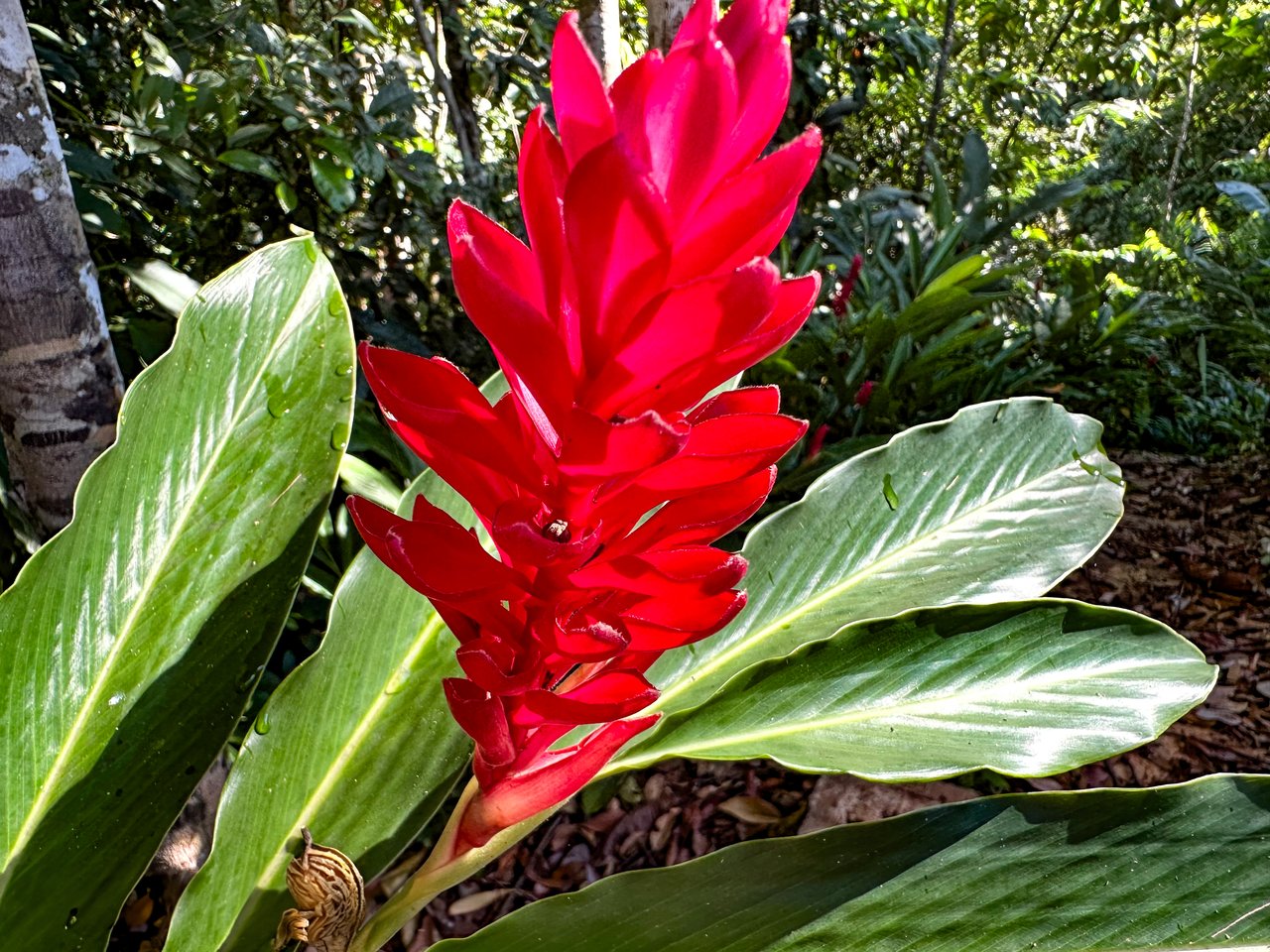 Jungle River Retreat with Airbnb & Build Space in Ojochal