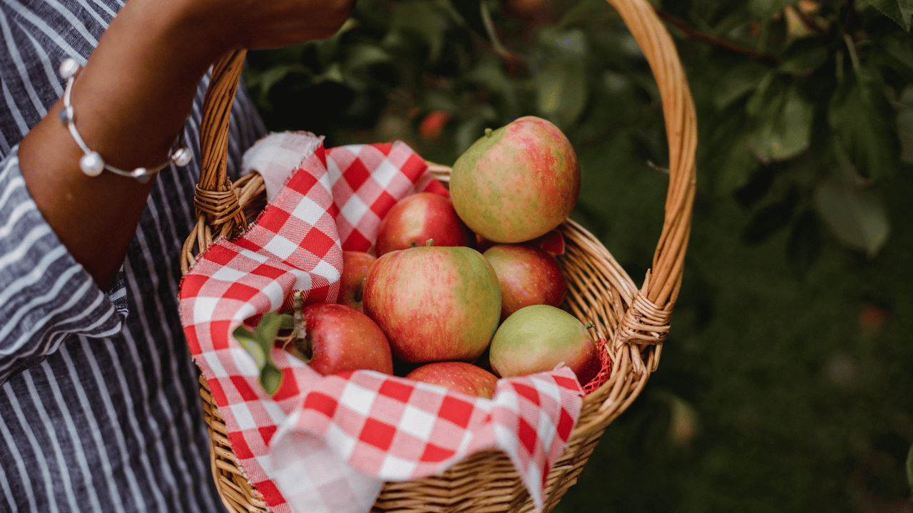 September Harvest Guide: Apple Picking Adventures
