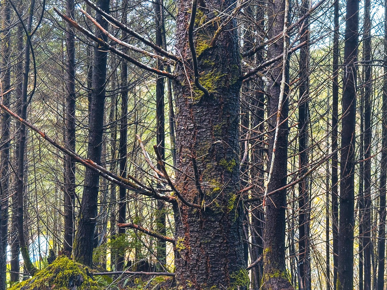 RICHARDSON TIMBER