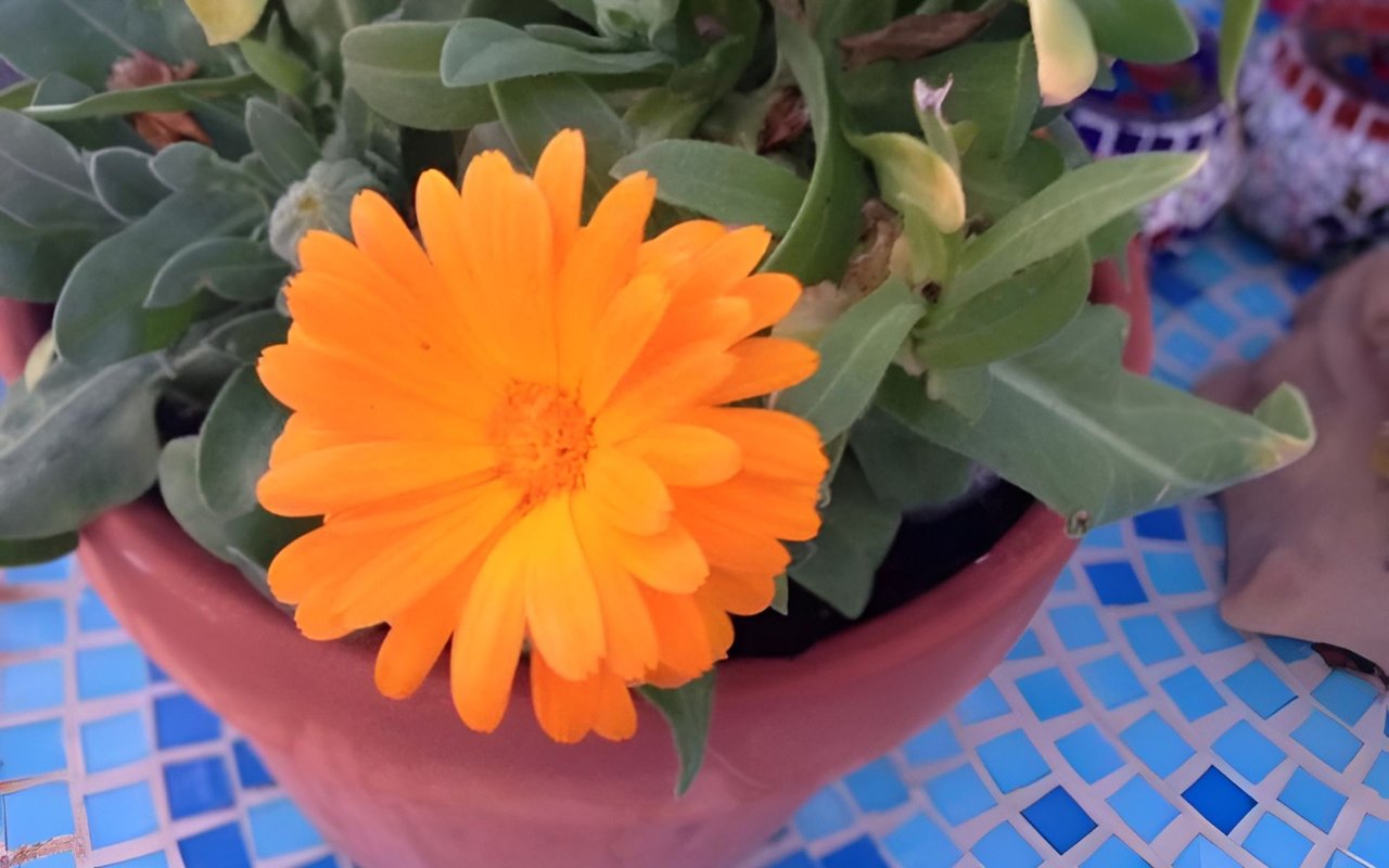 Bright orange flower blooming among green leaves in a pot on blue tile.
