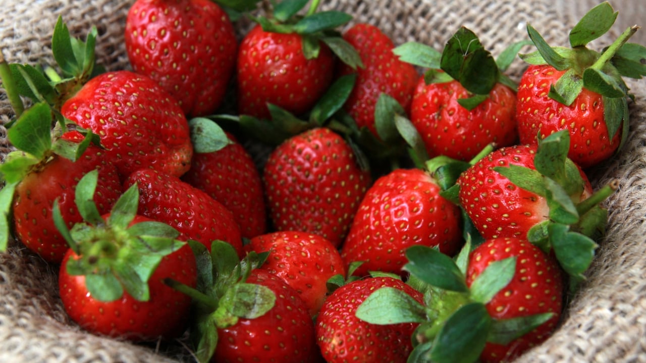 Experience the Charm of the Space Coast Strawberry Fest