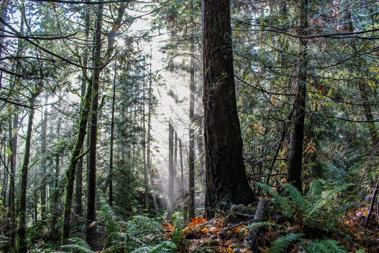 Cedar Springs