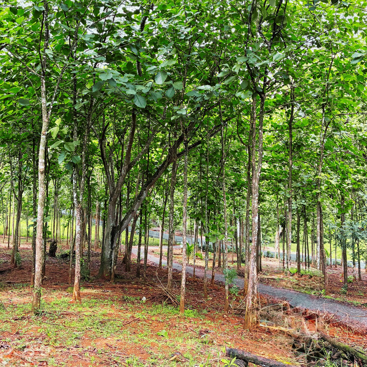 7-Hectare Farm with Teak Plantation, Existing Home & Eco-Development Potential Near Parrita, Costa Rica