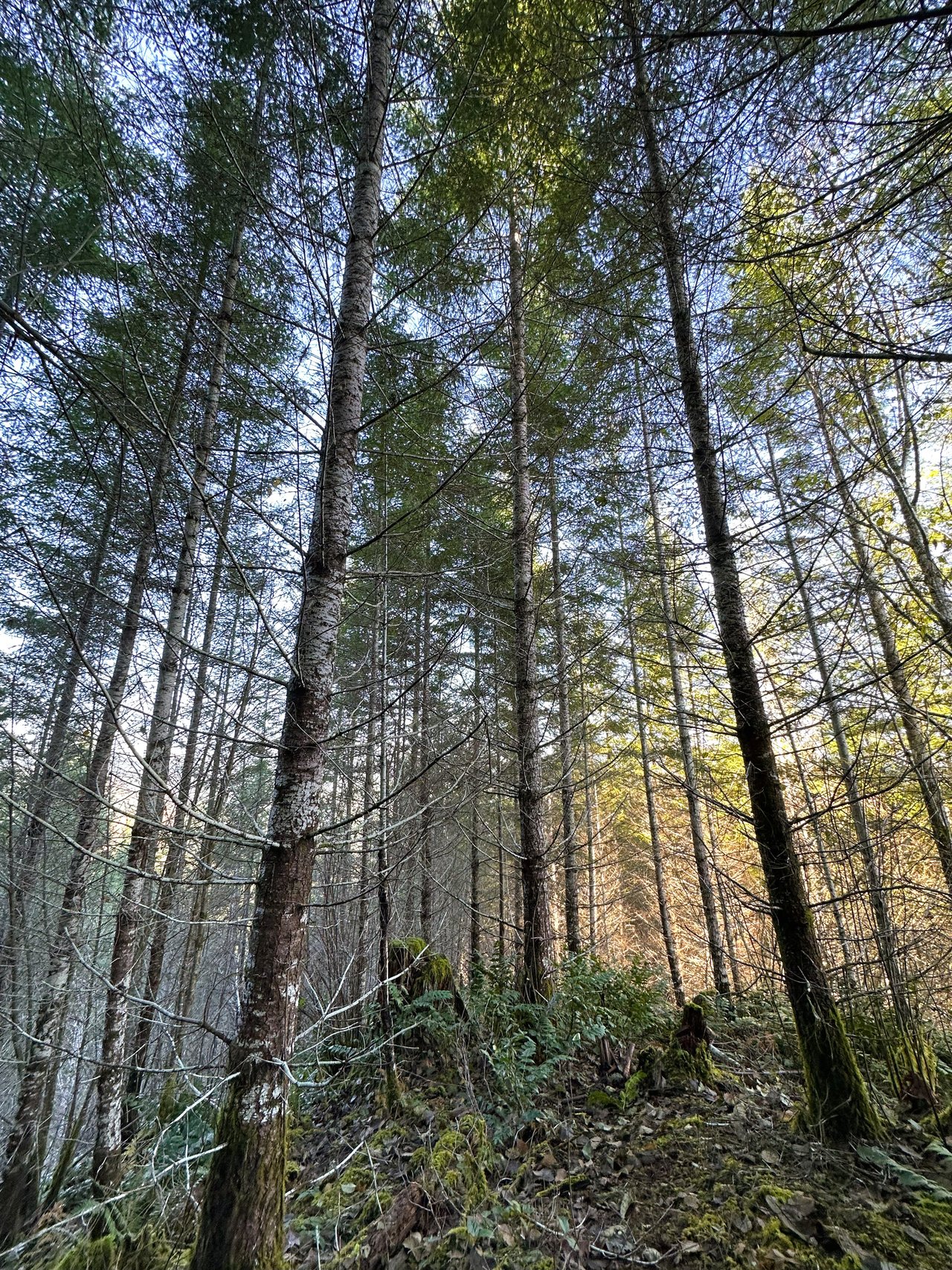 Rust Road Forest