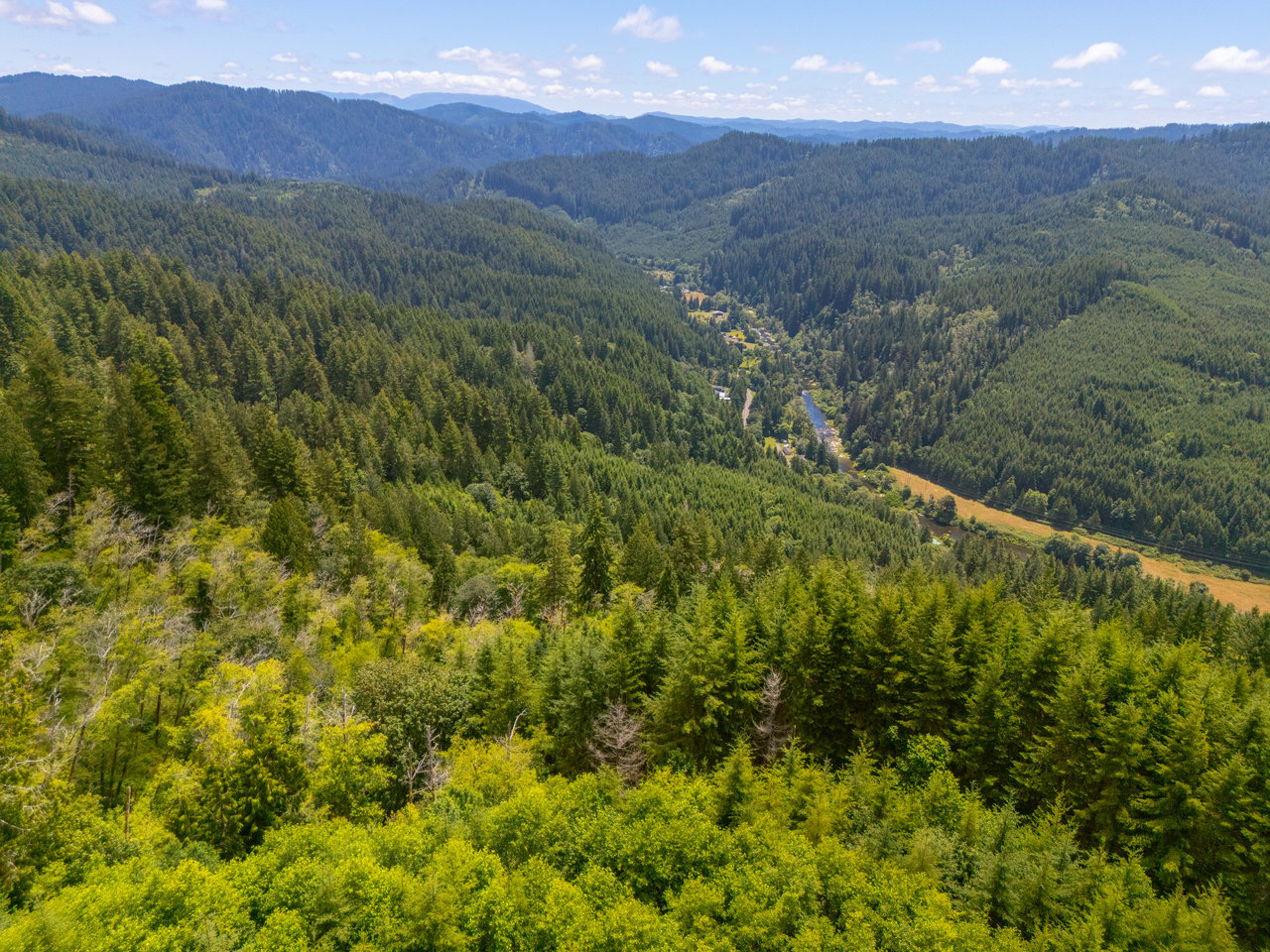 MILL CREEK FOREST