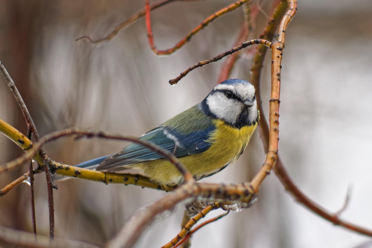 Looking for practical February home tips in Oklahoma City?