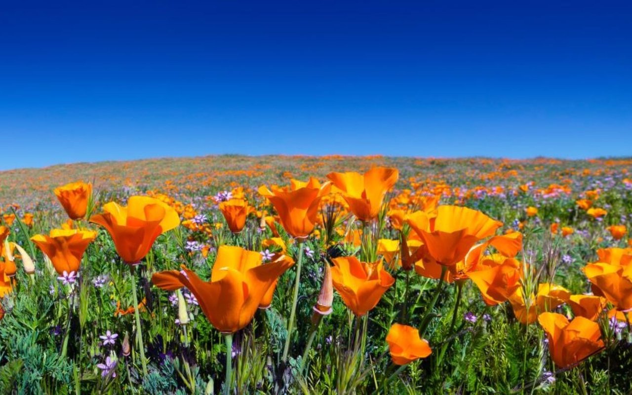 Where to Get Instagram-Worthy Poppy Flower Views