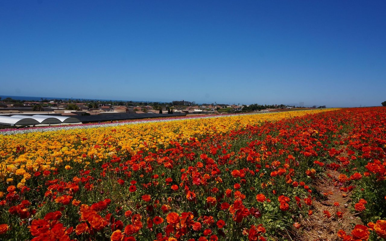 Carlsbad