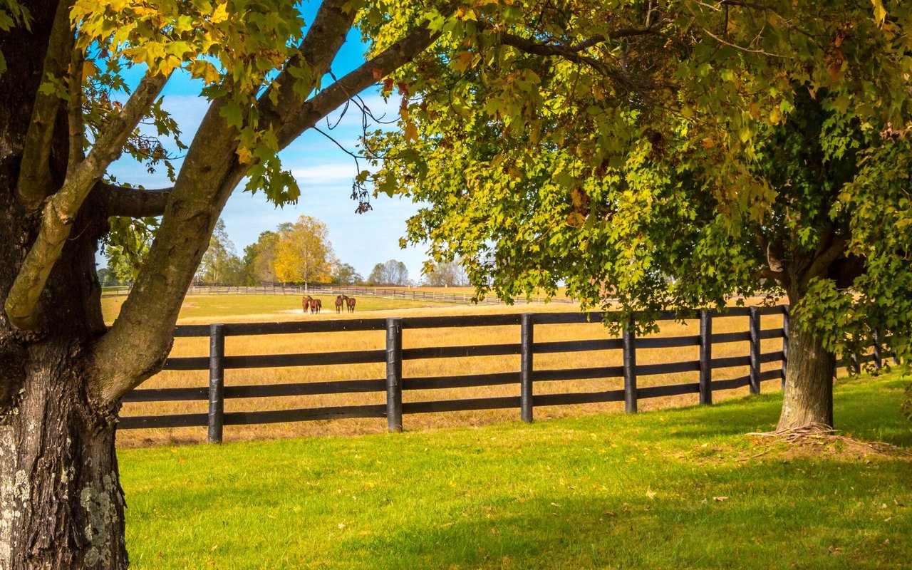 Saddle Ridge