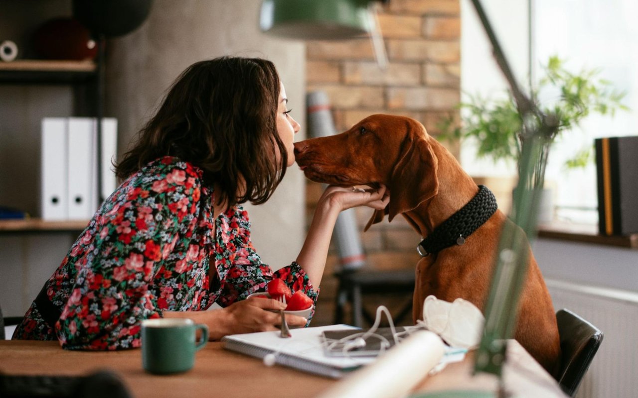 Pet-Friendly Restaurants in Tucson