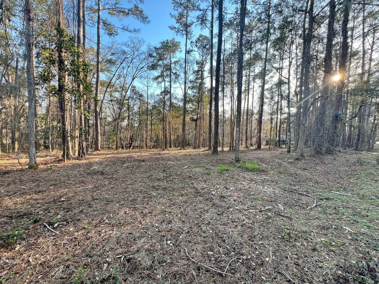 Sunlight filters through a tranquil forest with tall, sparse trees. The ground is covered in dry leaves and twigs, creating a peaceful atmosphere.