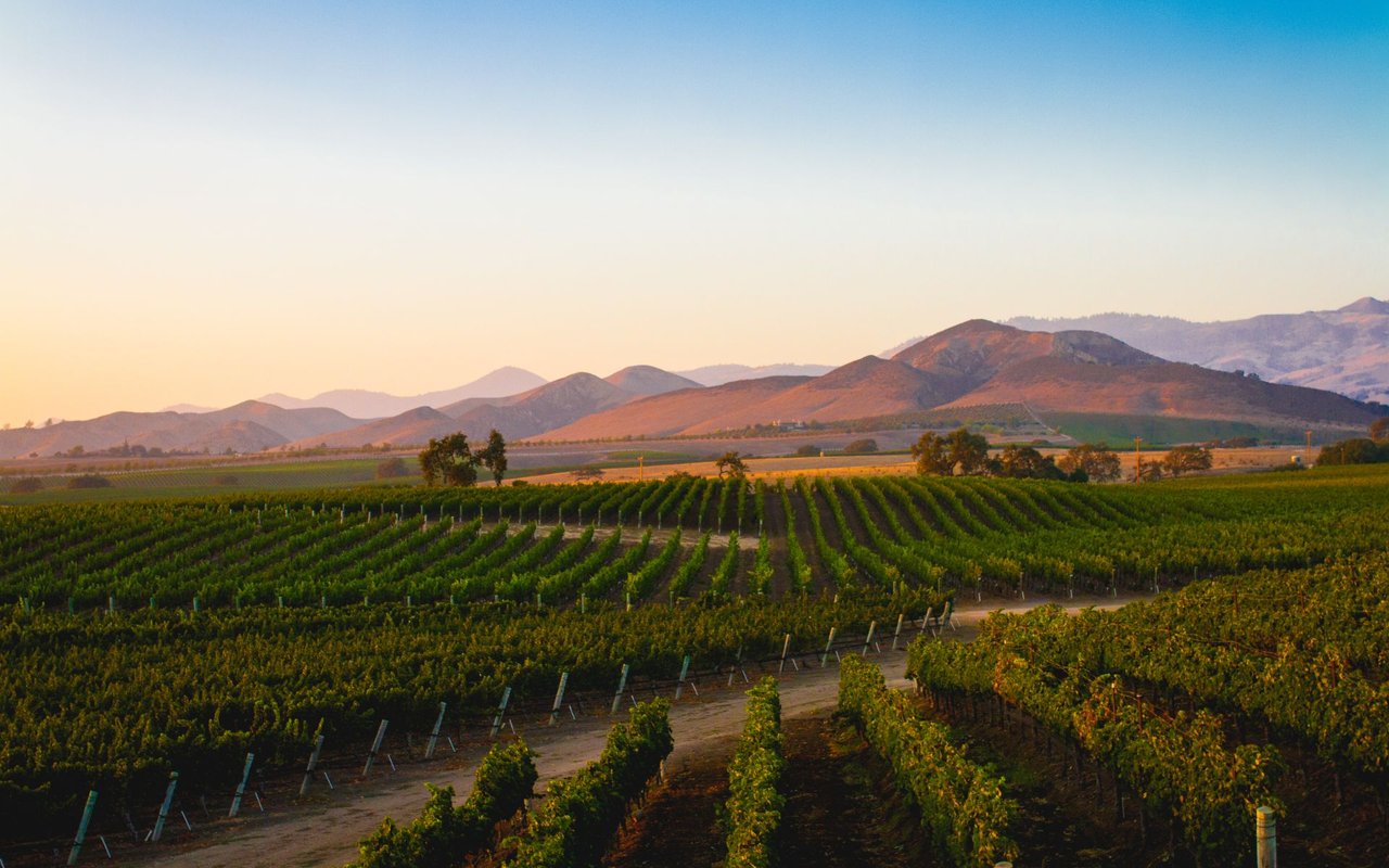 Los Olivos