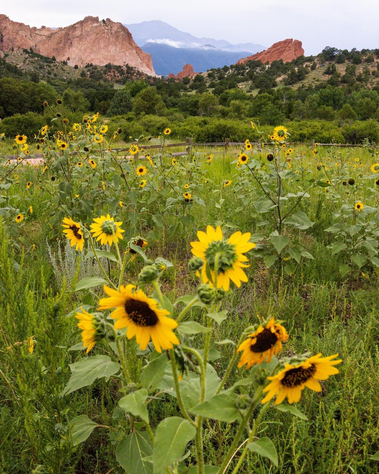 Garden of the Gods: Where Colorado Springs Comes Alive