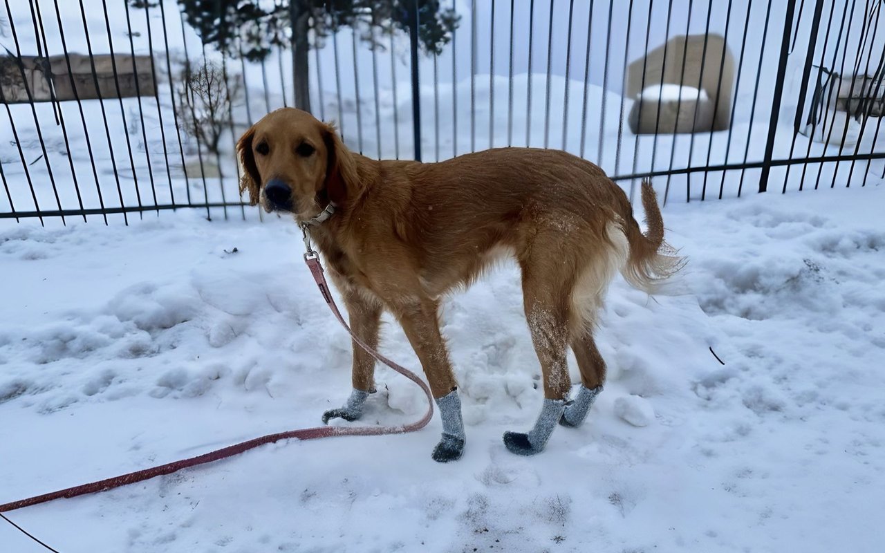 Marley's Weekly Bark-tastic Recap: Tug-of-war, Trivia, and Treats