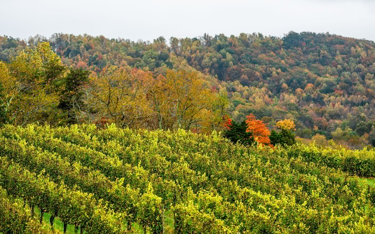 Albemarle County