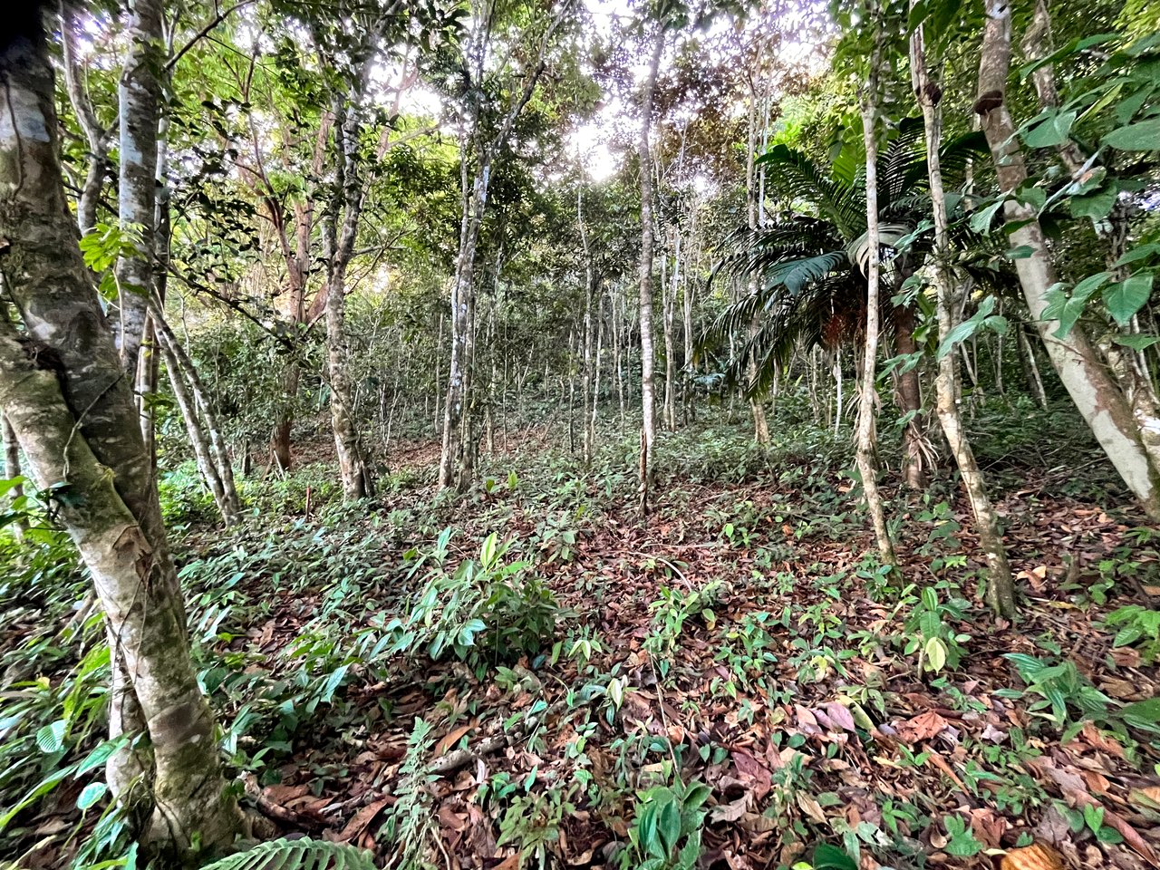 7 ACRES – Mountain Views! Large Building Area, Walking Distance To The Largest Waterfall In The Area, Public Road, Private Setting, Ready To Build, 20Min to Dominical!!