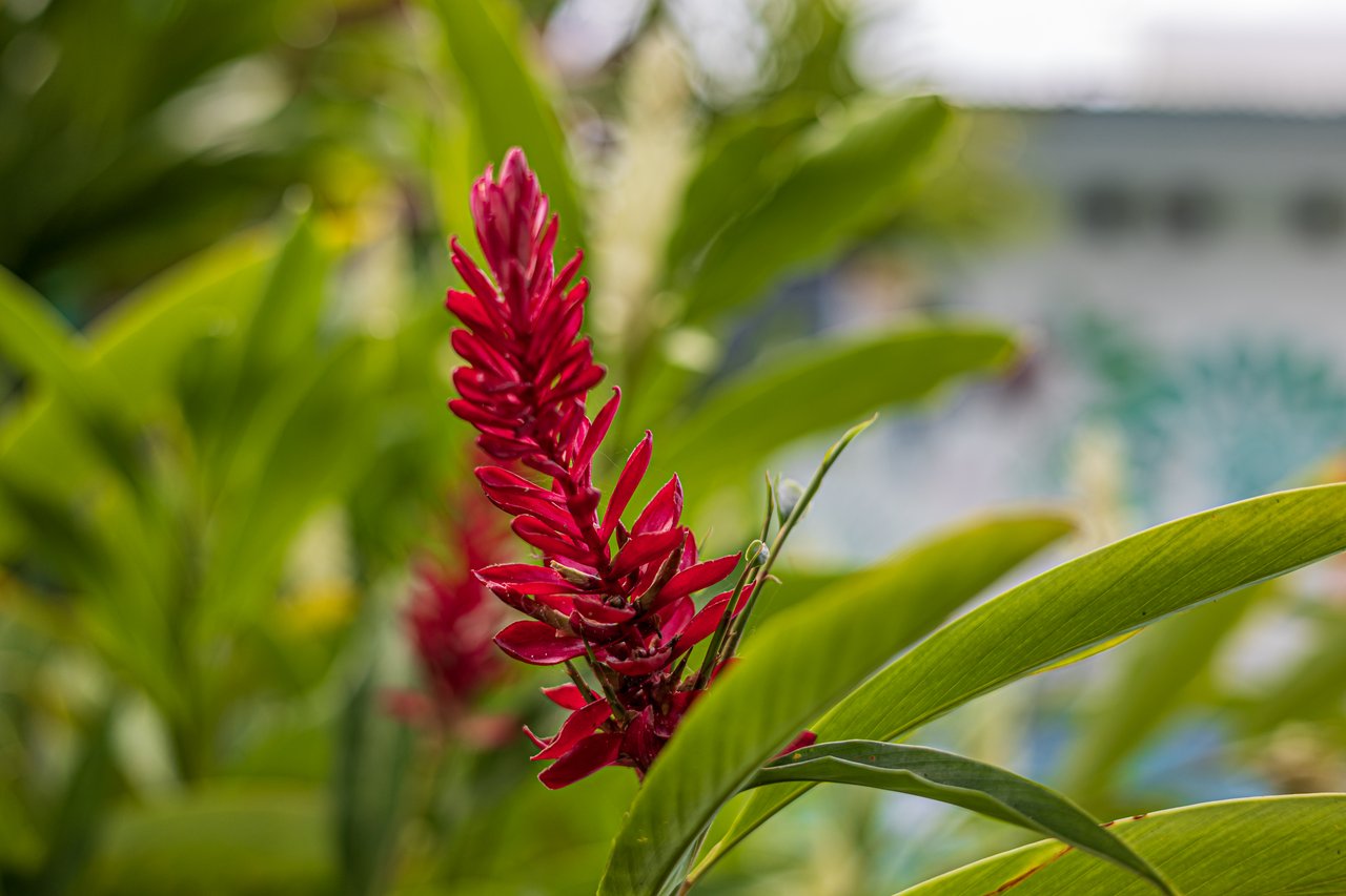 Elegant Tropical Home | 5 Minutes from Marino National Park