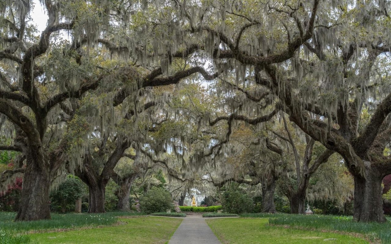Live Oak
