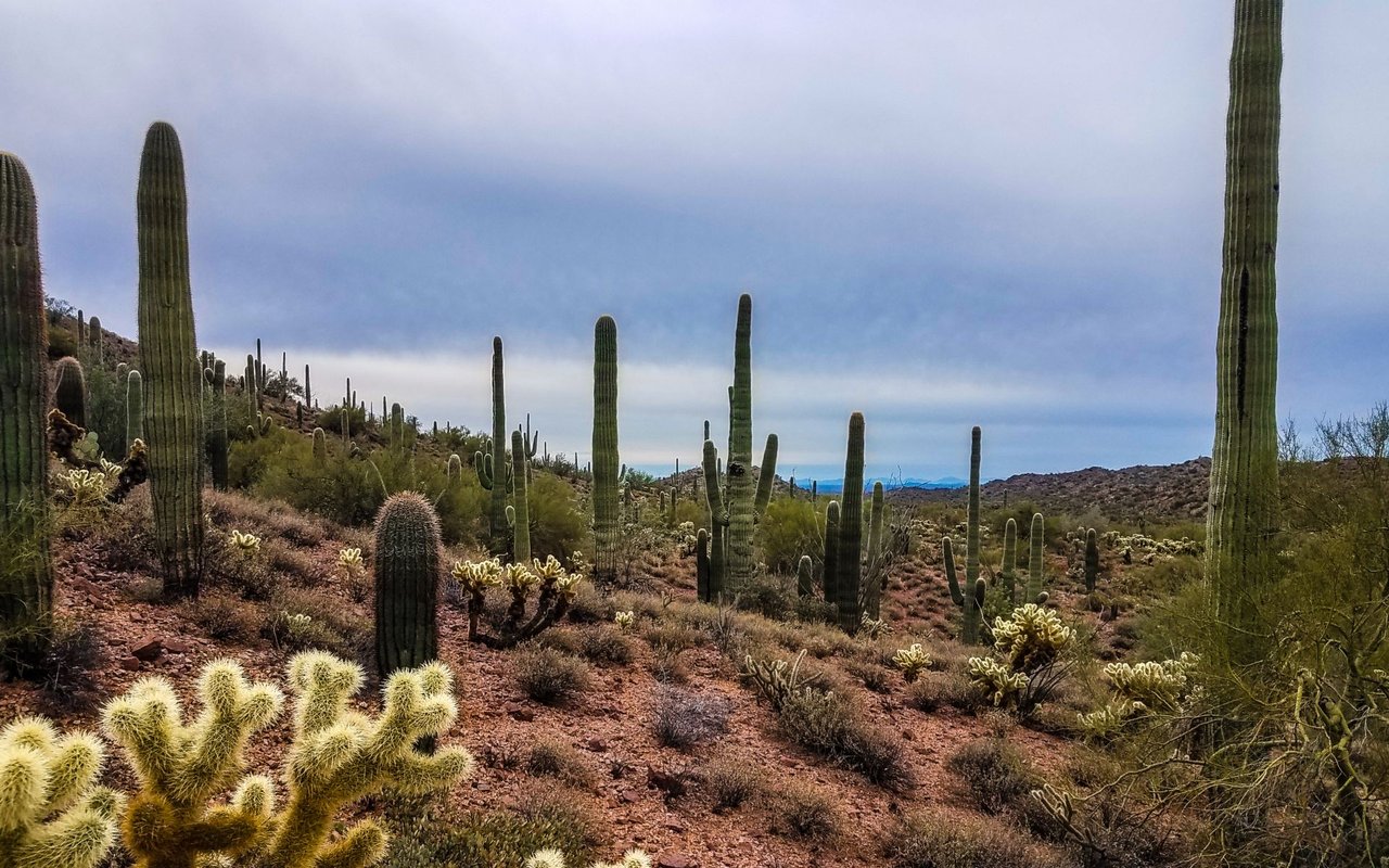Wickenburg