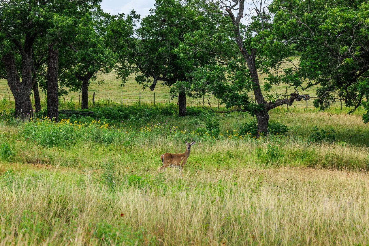 Live Oak Creek Ranch 