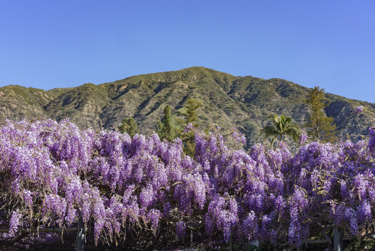 Purple wisteria blooms beneath the green foothills of Sierra Madre.