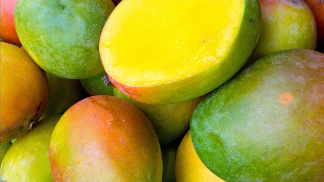 Mango Season 