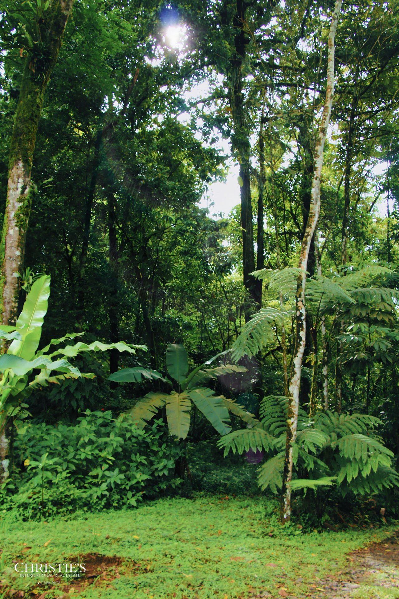 Finca Isla Rainforest Retreat – A Rare Income-Producing Paradise