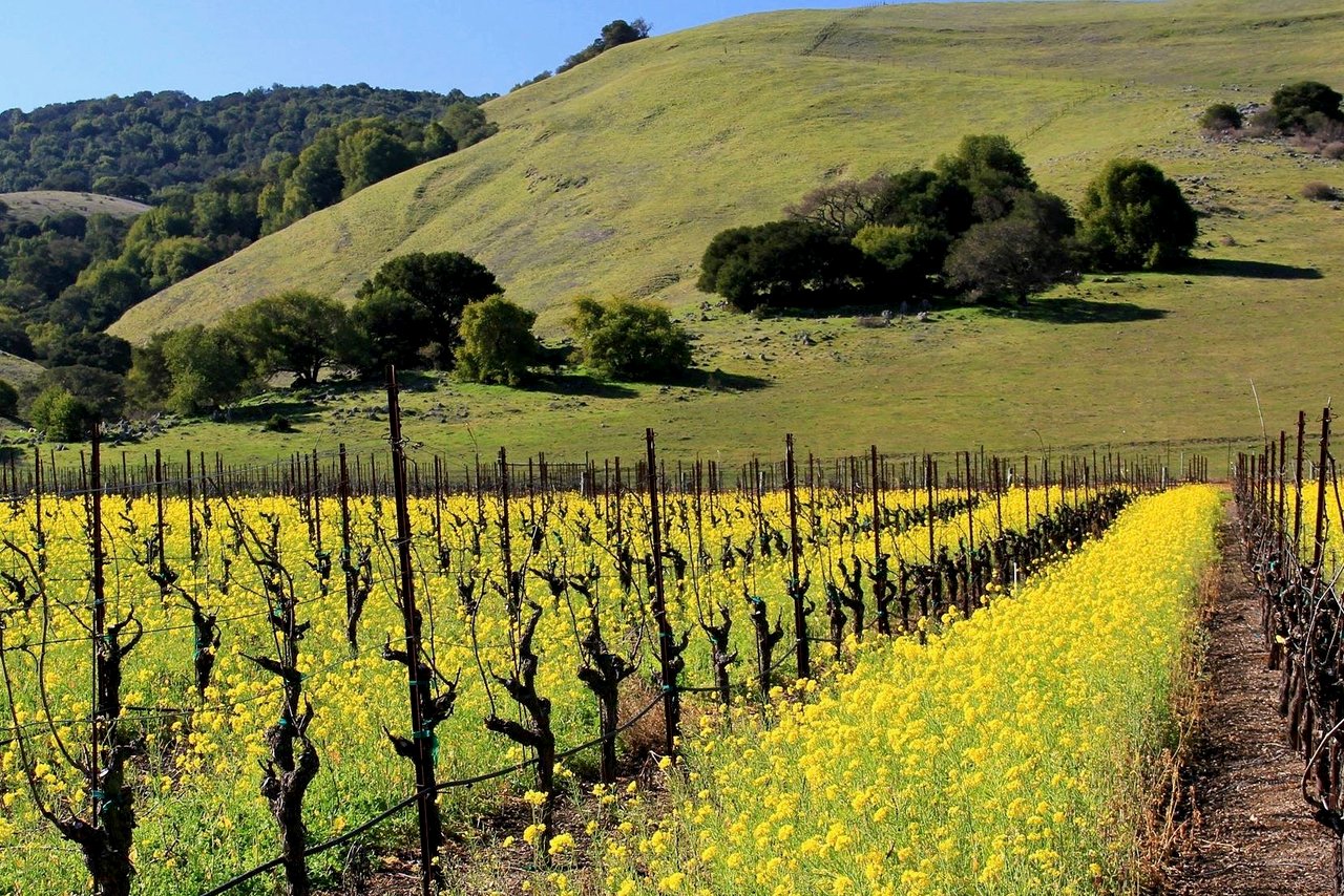 10 Sonoma County Spots for Seeing Mustard in Bloom