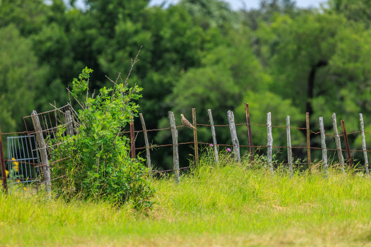 Live Oak Creek Ranch 
