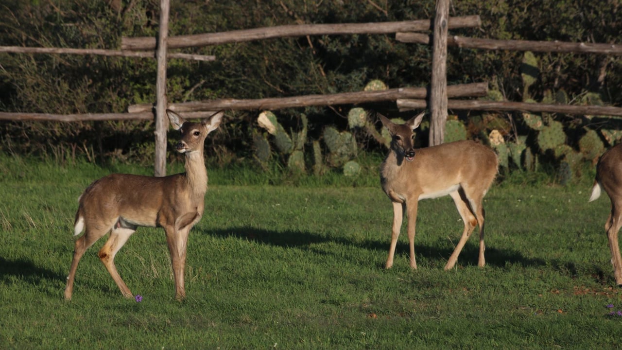 The Woodlands