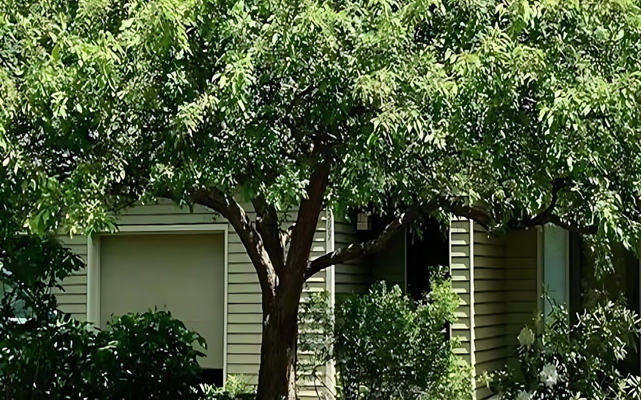 Light-sided home with a garage, partly hidden by a large leafy tree and dense shrubs.