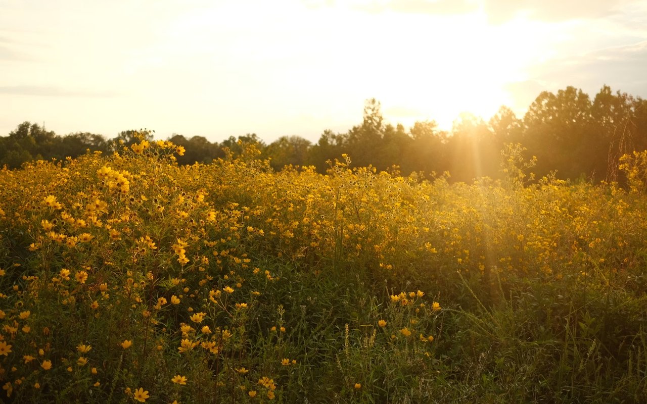 Best Ways to Stay Active in Nashville, TN