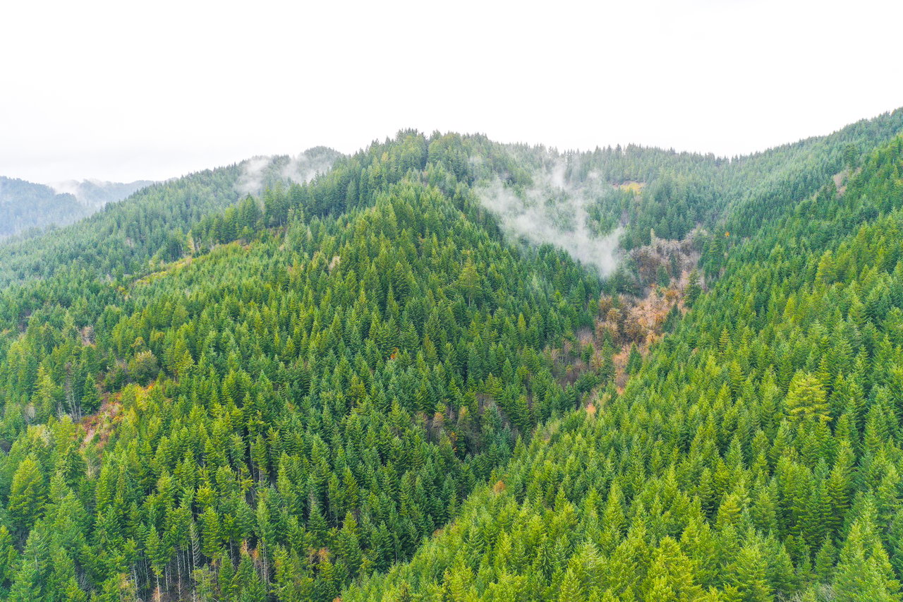 RICHARDSON TIMBER