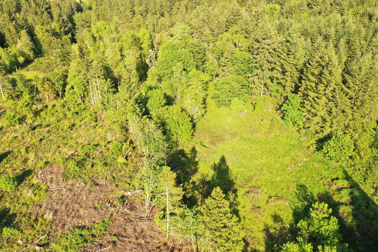 KIMBALL FOREST