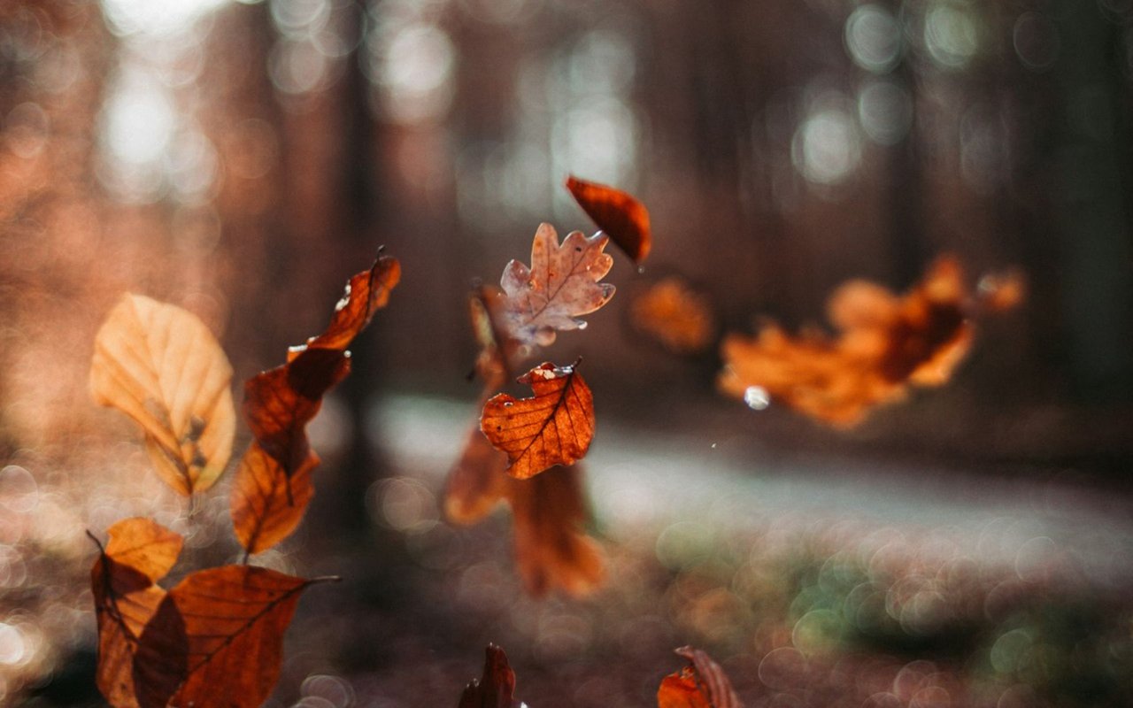 Atlanta's Autumn Adventures: Embracing the Season's Splendor