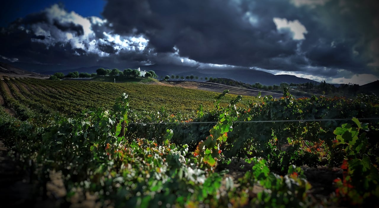 Vineyard rows stretch across rolling hills beneath dramatic storm clouds.