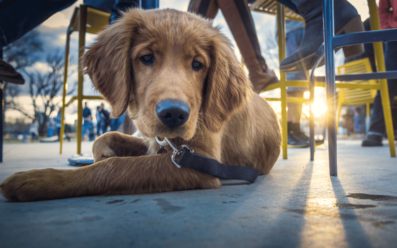 Pet-Friendly Restaurants in Palo Alto