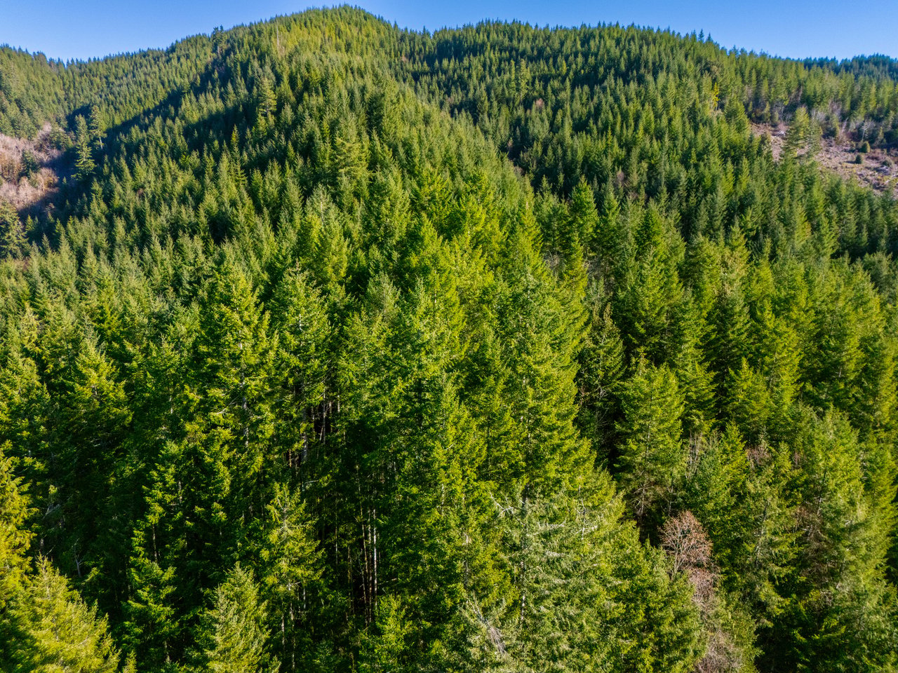 RICHARDSON TIMBER