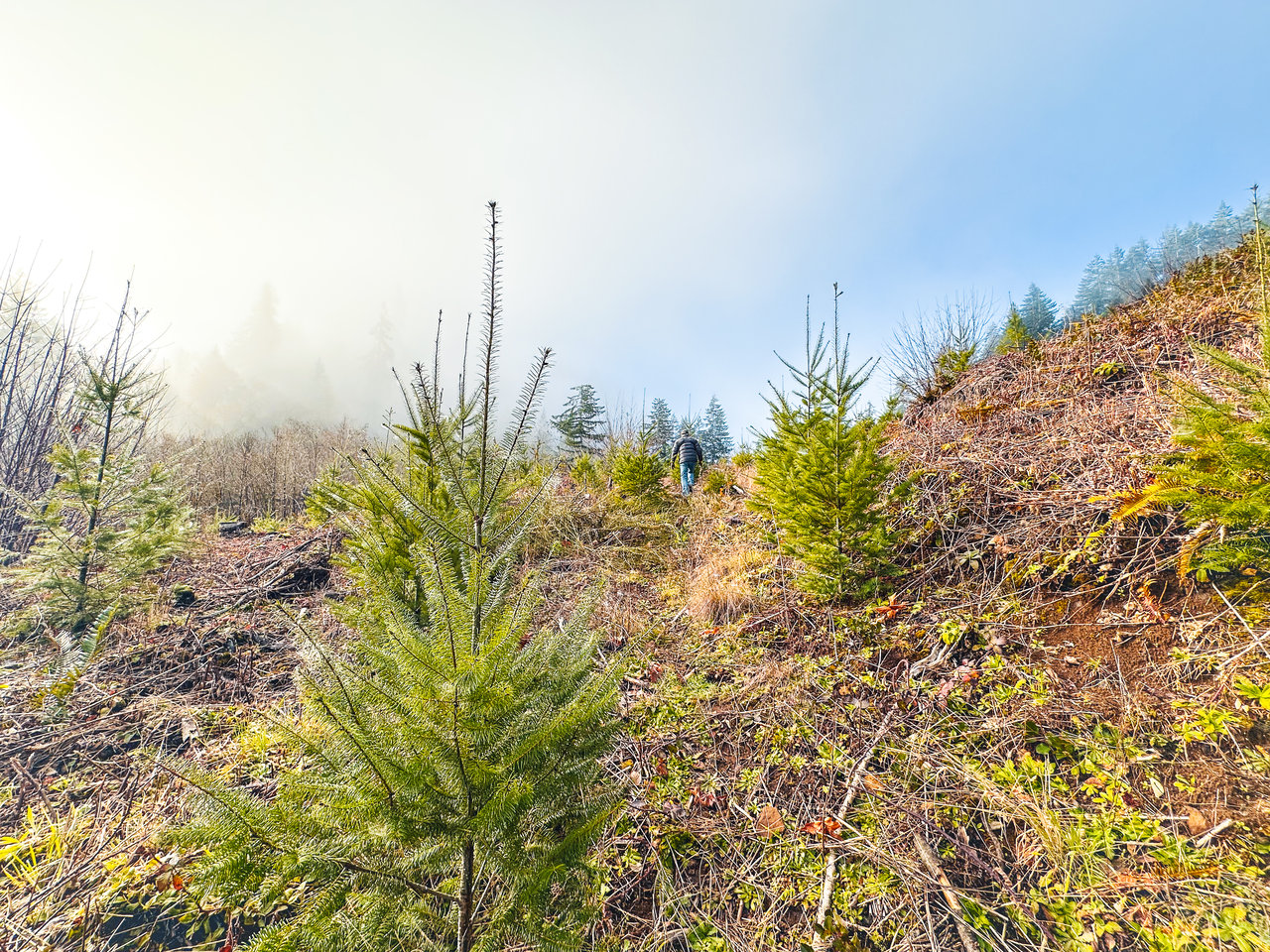 Waite Creek Woodlands