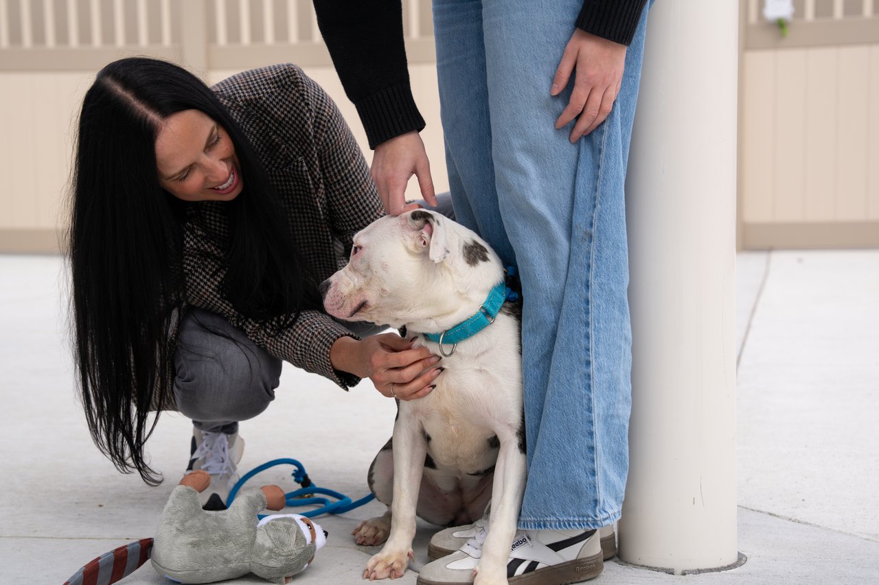 A woman pets a seated white dog with dark patches and a bright blue collar.