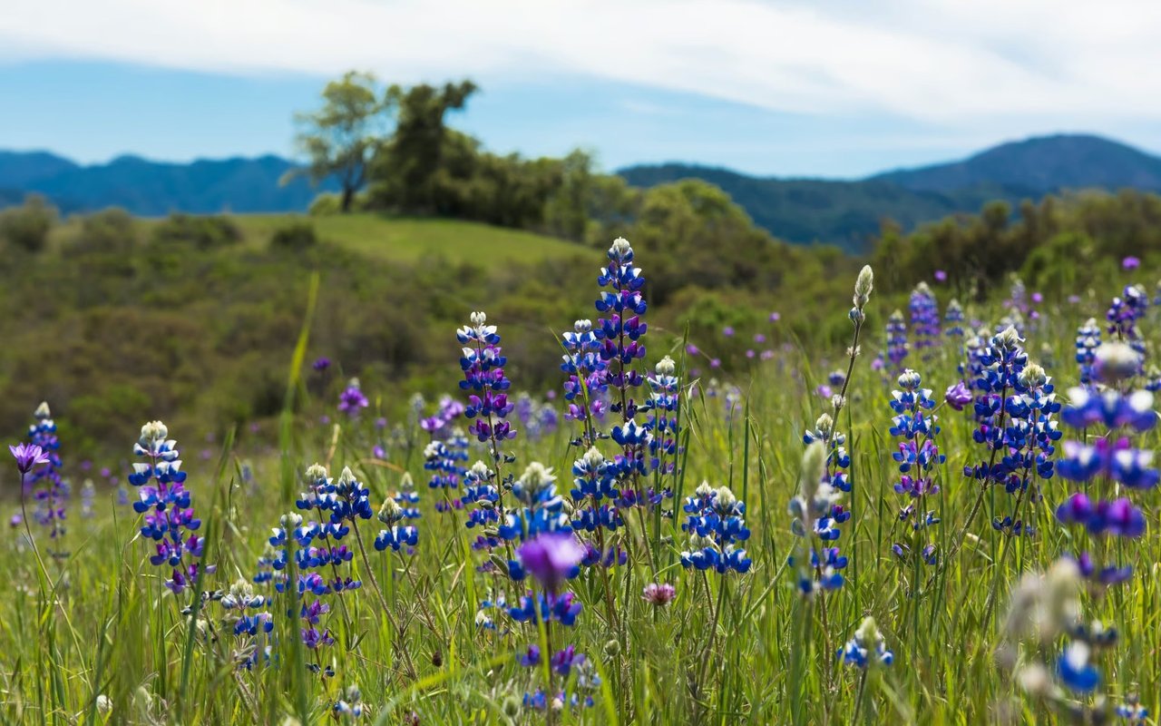 Carmel Valley