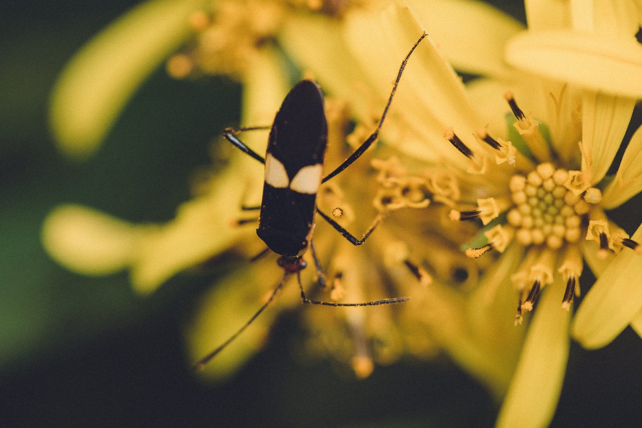  Punta Sabana & Mar Serena