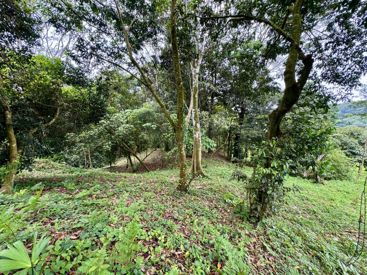 3 ACRES – Beautiful Mountain View Property, Small Ocean Window, Public Road Frontage, Multiple Building Sites, Many Fruit Trees!!!!