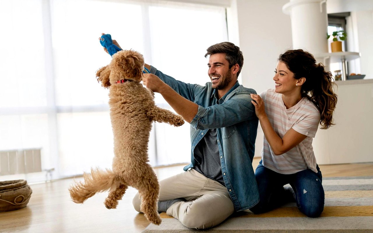 Fun with Your Pets Around Lake George