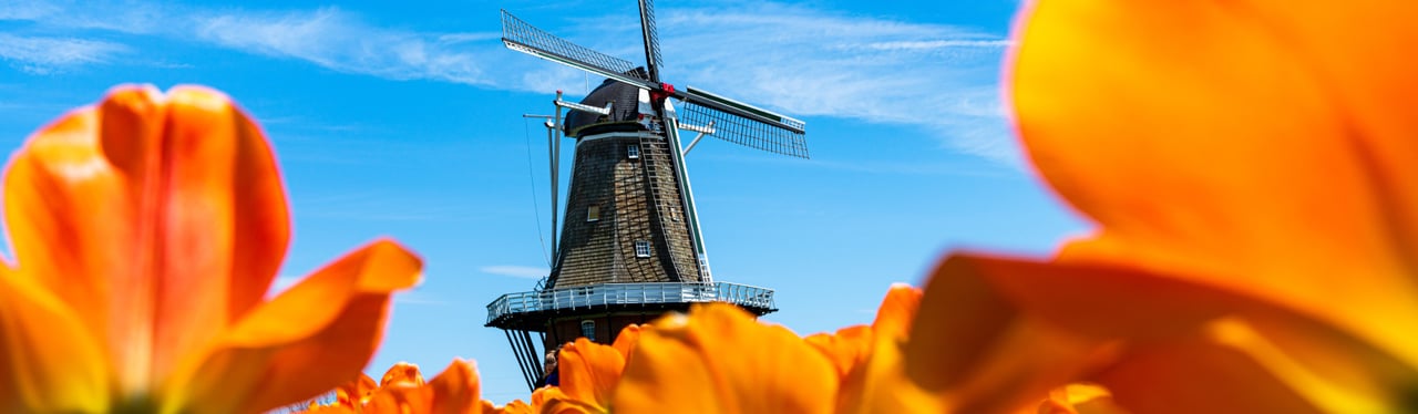 Traditional Dutch windmill behind bright orange tulips at Windmill Island Gardens in Zeeland, Michigan.