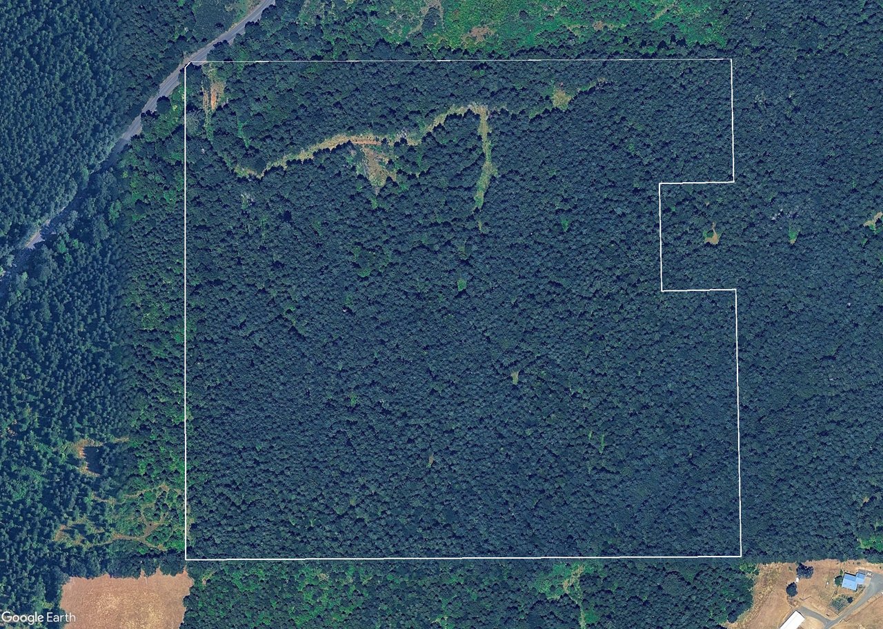 Liberty Forest Auction