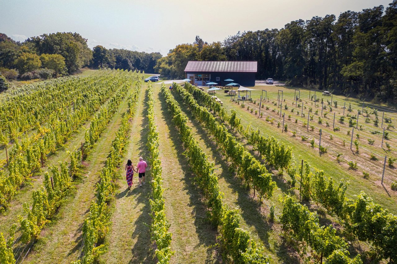 Couple walking through vineyard rows in Fennville, Michigan at Michigan Wine Co. winery.