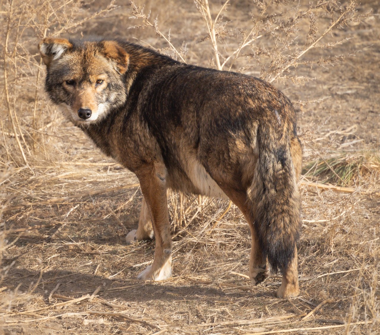 Into the Wild: Monica Breckenridge’s Unforgettable Journey at The Wild Animal Sanctuary Subtitle