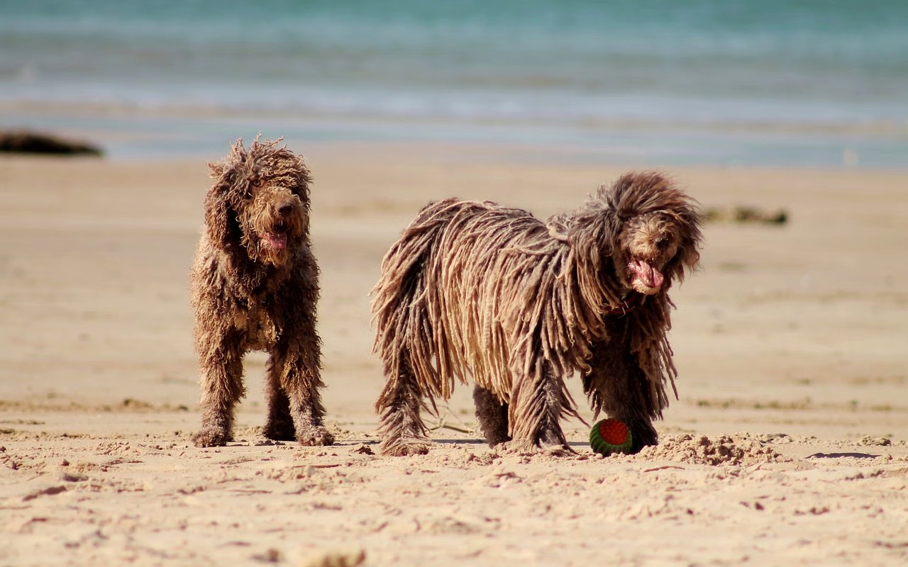 Fun with Your Pets in Kahala